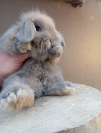 Coniglietti nani ariete coccolosi