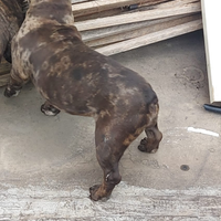 Bulldog francese Merle