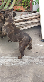 Bulldog francese Merle