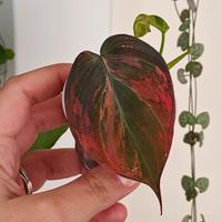 pianta filodendro micans variegato pink 