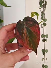 pianta filodendro micans variegato pink 
