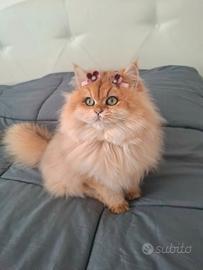 Gattina british longhair golden