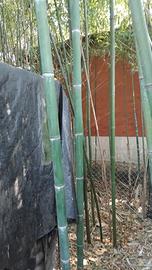 piante di bambu 