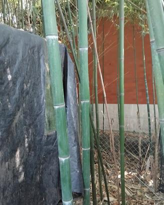 piante di bambu 