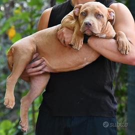 Cucciole di American Bully XL