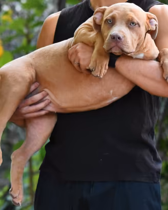Cucciole di American Bully XL