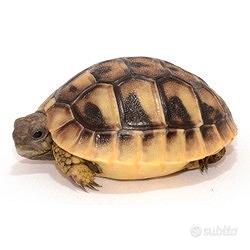 Testuggine di Hermann (areale Toscana)