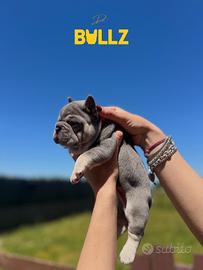 Cuccioli di bulldog francese esotico