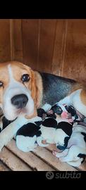 Cuccioli di beagle