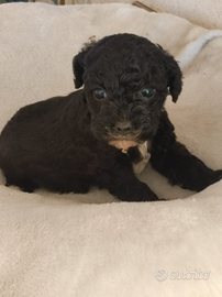 Chicco barboncino toy