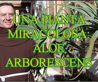 Piante aloe arborescens