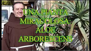 Piante aloe arborescens