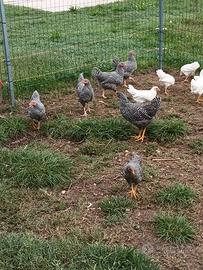 Gallina amrock