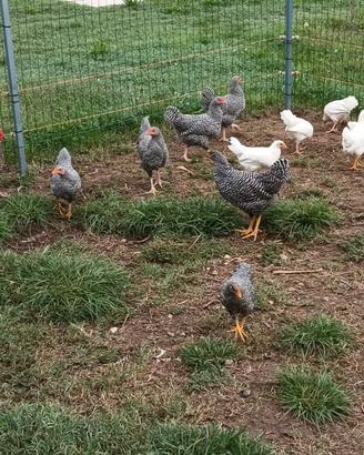 Gallina amrock