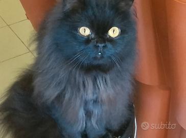 Gatto d angora adulto