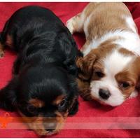 Cuccioli di CAVALIER KING CHARLES SPANIEL