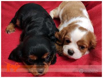 Cuccioli di CAVALIER KING CHARLES SPANIEL