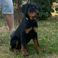 Cucciole rottweiler con Pedigree