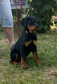 Cucciole rottweiler con Pedigree