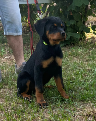 Cucciole rottweiler con Pedigree