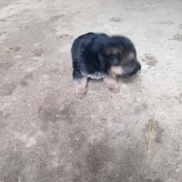 Cuccioli di pastore tedesco di 2 mesi