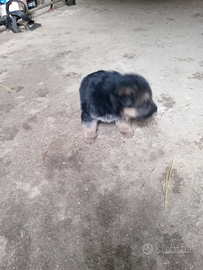 Cuccioli di pastore tedesco di 2 mesi