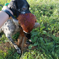 Setter cuccioloni e pronta caccia con pedigree