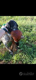 Setter cuccioloni e pronta caccia con pedigree