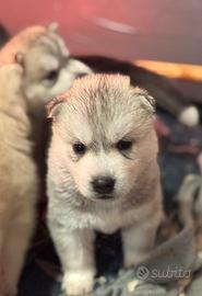 Cuccioli Siberian Husky