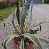 Piante di agave