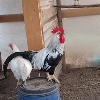 Livornesi Collo Argento