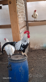 Livornesi Collo Argento