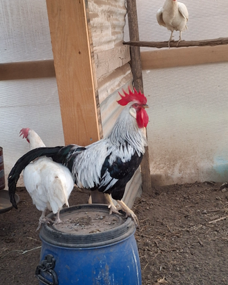 Livornesi Collo Argento