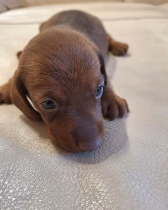 Cucciolo bassotto maschio nano