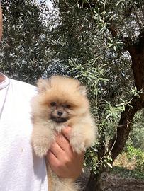 Cuccioli spitz nano Pomerania