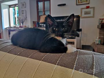 Micetti