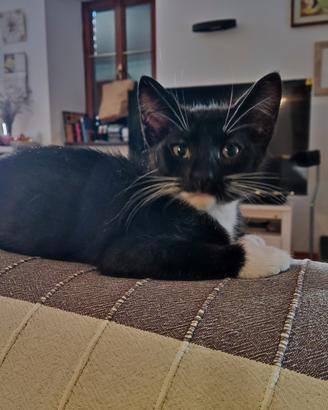 Micetti