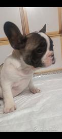 Bulldog francese