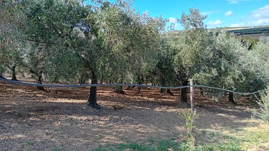 Terreno agricolo di olive
