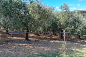 Terreno agricolo di olive