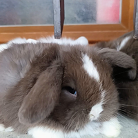 Minilop purissimi cuccioli vari colori e cucciolon