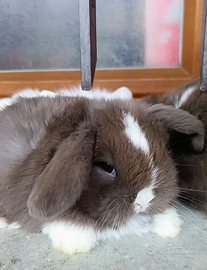 Minilop purissimi cuccioli vari colori e cucciolon