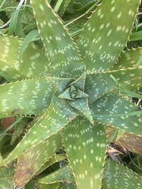 Piante aloe vera