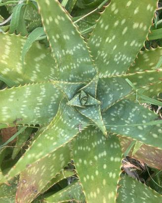 Piante aloe vera