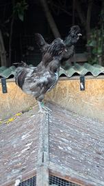 Gallo Padovana