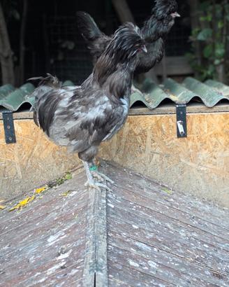Gallo Padovana