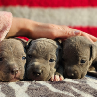 Cuccioli amstaff blue con pedigree enci