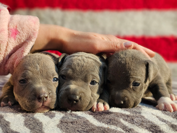 Cuccioli amstaff blue con pedigree enci