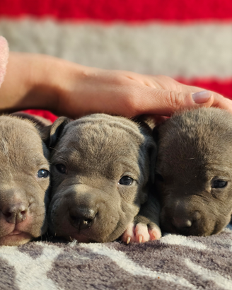 Cuccioli amstaff blue con pedigree enci