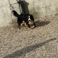 Bovaro del Bernese di 2 anni senza pedigree